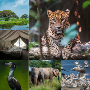 Wildlife Tour in Sri Lanka