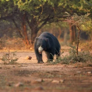 Echoes of the Wild in Sri Lanka